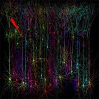 A butterfly effect in the brain