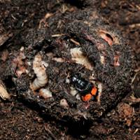 Cambridge scientists reveal cracks in egg theory