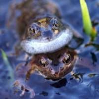Concern that British common frogs could croak it