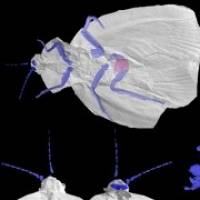 Creepy crawly cockroach ancestor revealed in new 3D model