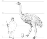 Size of the elephant bird
