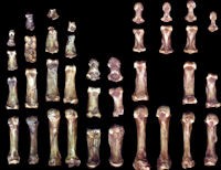 Fossilised hands of an early modern human (left) and Neanderthal (right).  Image