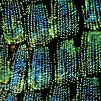 How butterflies' wings could cut bank fraud