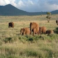 Large mammals declining in Africa's parks