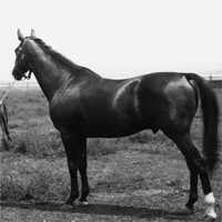 Matriarchs of Thoroughbred racehorses unmasked