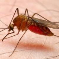 New research shows malaria threat is as old as humanity