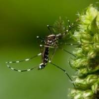 New understanding of dengue fever could help with vaccine