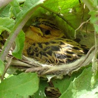 Scientists get bird’s eye view of how cuckoos fool their hosts