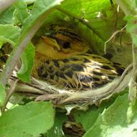 Scientists get bird's eye view of how cuckoos fool their hosts