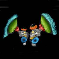 Swarming locusts need larger brains