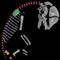 When vertebrae cross dress: how sloths got their long neck