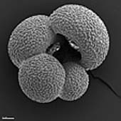 Planktonic foraminifera from a Marine core