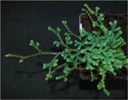 Adjustable valves gave ancient plants the edge