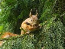The evolution of conifer forests, and perhaps even squirrels, has been shaped by