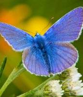 Climate change is making our environment 'bluer'