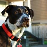 Contagious cancer thrives in dogs by adopting host's genes