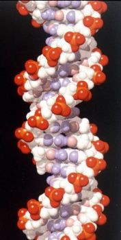 Model of DNA