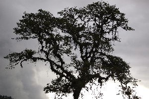 A tropical tree covered with epiphyte plants
