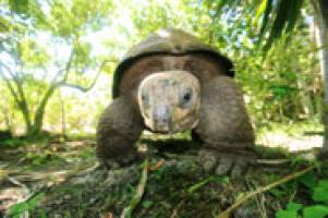 Giant tortoises show rewilding can work
