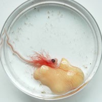 Hard-to-find fish reveals shared developmental toolbox of evolution