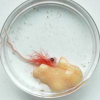 Hard-to-find fish reveals shared developmental toolbox of evolution