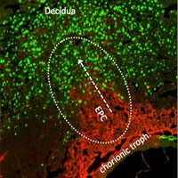 Immune interaction optimises foetal nourishment during pregnancy