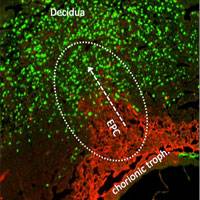Immune interaction optimises foetal nourishment during pregnancy