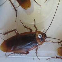 Insects hold atomic clues about the type of habitats in which they live