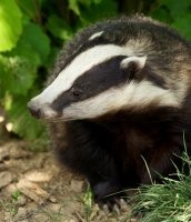 Localised badger culling in response to bovine tuberculosis (TB) outbreaks incre