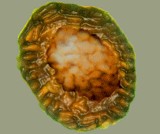 Cluster of cells. Credit: Oxford University/Martin Brasier