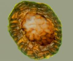 Loch fossils show life harnessed sun and sex early on