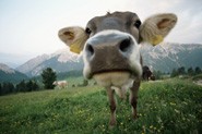 Two groups of cows were fed on different diets and then their methane production