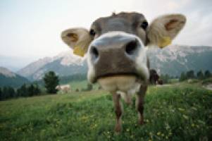 Methane gas from cows the proof is in the pats