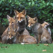 These findings have important implication for the evolution of dispersal and gro