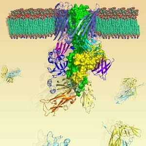Structure of the FimD protein complex