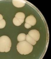 New drugs hope for dangerous yeast infections