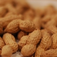 Study shows new peanut allergy treatment works
