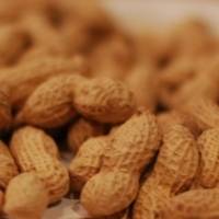 New peanut allergy treatment works