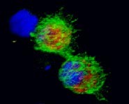 The direct importance of our work lies in the potential for greater understandin