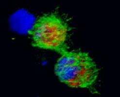 New research challenges our understanding of cell communication