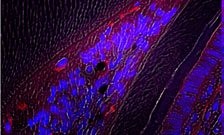 Blood vessel cells inside a tooth