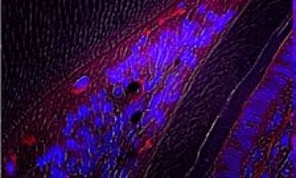 New stem cell research