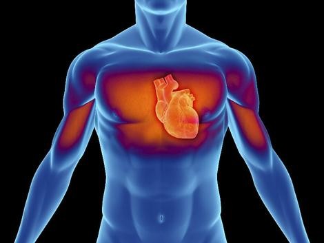 Stem cell research may indicate how heart tissue could be repaired after heart a