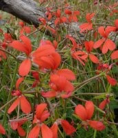 Research suggests the criteria scientists use to assess a if plant species is at