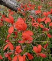 Research suggests Red List for plants may need revising