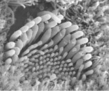 Hair bundle morphology of immature inner hair cells (IHCs) from normal cochlea