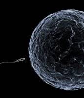 Revealed: How sticky egg captures sperm