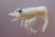 We found that that the larvae of crabs and lobsters, who actively search out ree
