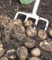 Scientists sequence potato genome