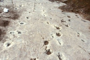 New light has been cast on dinosaur footprints